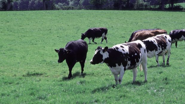 Vaches au pré. Domaine INRAE du Pin au Haras