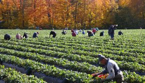 Saisonniers agricoles étrangers dans les champs