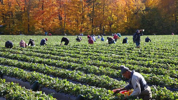 Saisonniers agricoles étrangers dans les champs