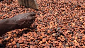 côte d'ivoire cacao