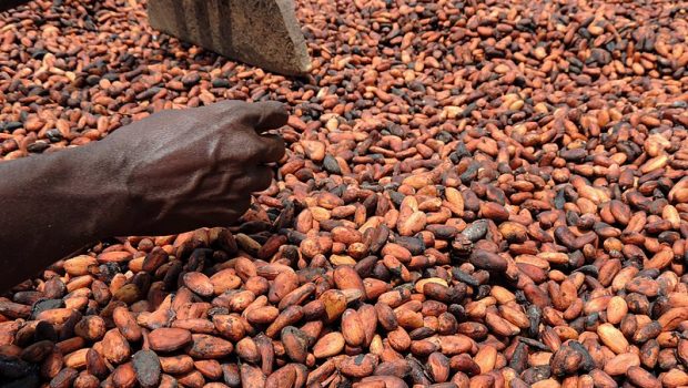 côte d'ivoire cacao