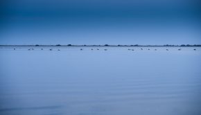 L'heure bleue des flamants roses, entre chien et loup © yann kerveno oct.2023