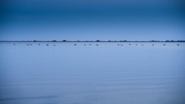 L'heure bleue des flamants roses, entre chien et loup © yann kerveno oct.2023