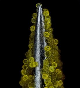 Sunflower pollen on an acupuncture needle © John-Oliver Dum / Small world 2023 Photomicrography Competition