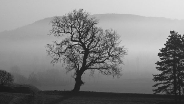 Arbre dans la brume © archives Yann Kerveno