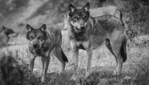 Deux loups © archives Yann Kerveno