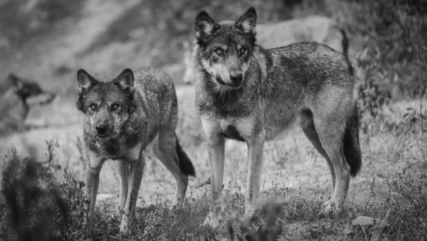 Deux loups © archives Yann Kerveno