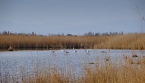 Manifestation de flamants roses le jeudi 1er février dans la Sagne d'Opoul © Yann Kerveno