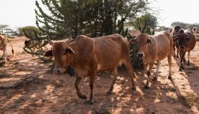 Vaches Kenya