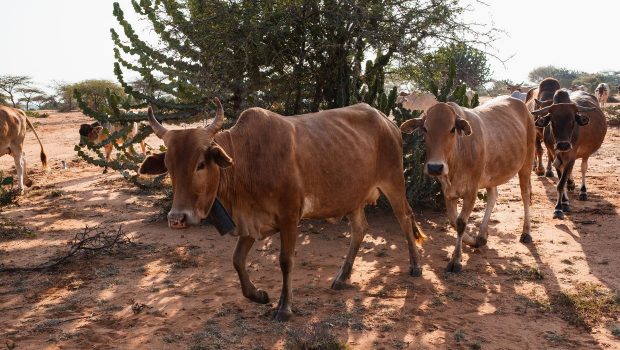 Vaches Kenya