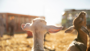 chevres-ferme-par-journee-ensoleillee