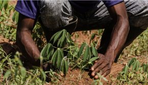 travailleur agriculture Afrique