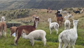 Alpagas Equateur © Bastien Dailloux