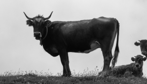 La vache ! © archives Yann Kerveno