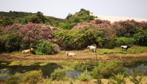 Région El Kala : Les vaches se reposent, il n'y a pas de surpâturage même leur nombre en général ne dépasse pas la dizaine