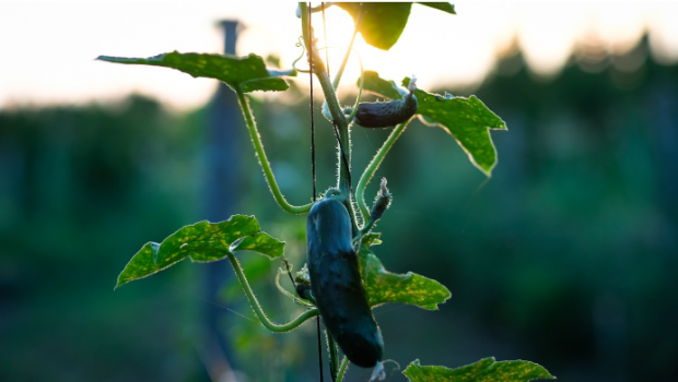 agriculture urbaine