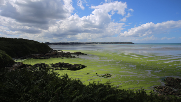 Algues vertes en Bretagne