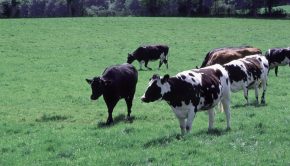Vaches au pré. Domaine INRAE du Pin au Haras