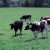 Vaches au pré. Domaine INRAE du Pin au Haras