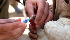 élevage et vaccination